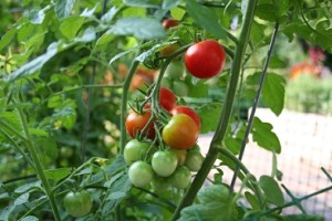 vegetable_garden_tomato