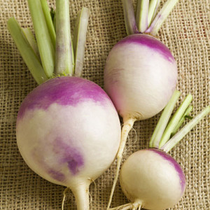 turnips-purple-top-400x400