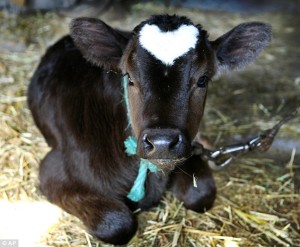 cow-with-heart-shape-on-forehead