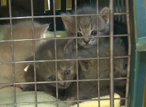 kittens-trapped-by-vokra-volunteer-in-surrey-aug-2014
