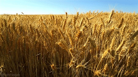 Wheat-Field-Wind-83717